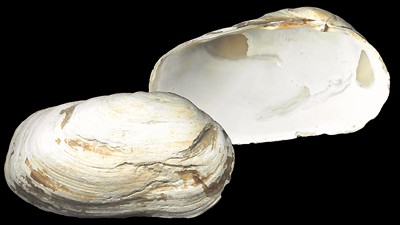 Hiatellidae pictures