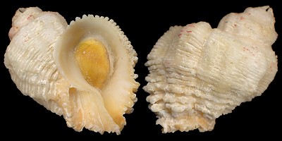 coralliophila abbreviata