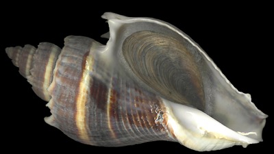 Melongenidae pictures