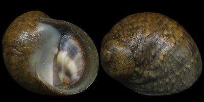 [Imagen: clithon_chlorostoma1.jpg]