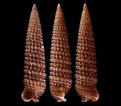 Triphoridae pictures