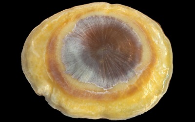 Umbraculidae pictures