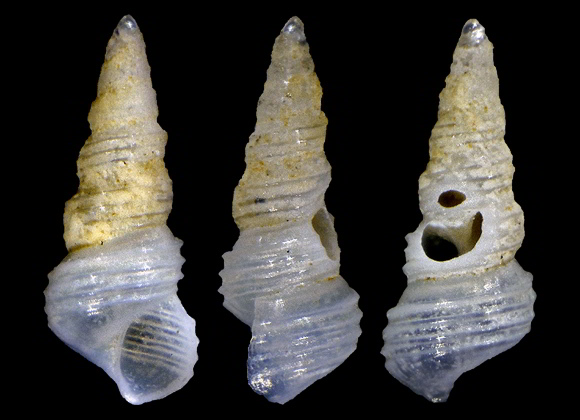 Ascaris lecke