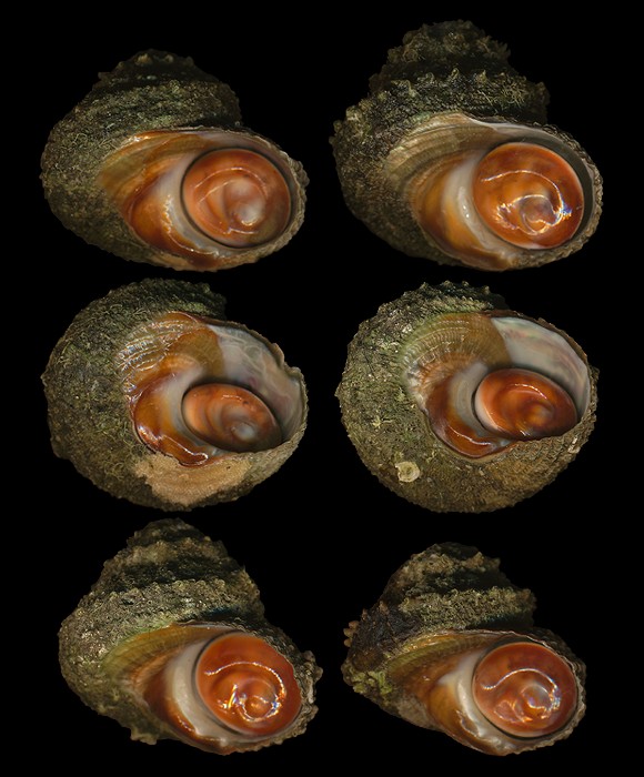 Details about   Bolma Rugosa 3mm-7mm Eye of Saint Lucia Sea shell Turbidinae 