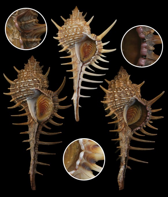 Murex forskoehlii