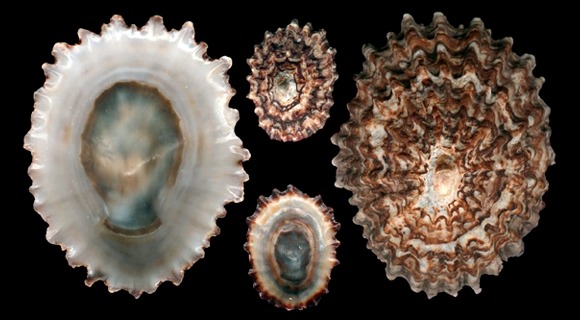 Patella Ferruginea
